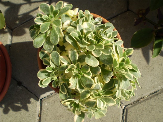 aeonium